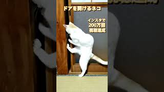 ドアを開けるネコ インスタで初の「200万回」再生突破動画！！ #ねこ #ねこのいる生活 #猫ミーム #猫動画  #ドアを開けるネコ #インスタ  #ミリオン #可愛い #癒し