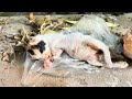 Abandoned Kittens Rescued from Trash: A Heartbreaking Story of Survival