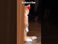 Hide And See 👀 - Funniest Cats Ever - Cat Lovers #shorts #youtubeshorts #shortsfeed