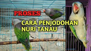 BEGINI CARANYA MENJODOHKAN BURUNG NURI TANAU//BURUNG PARUH BENGKOK ASLI HUTAN RIAU