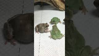 密集するアマガエルの上からコオロギを落としてみた！ /【Crickets fall from the top of dense tree frogs】 #Shorts