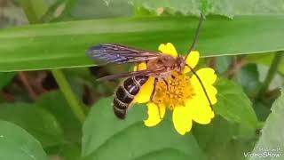 INSECT, SNALL BUTTERFLY AND CATERPILLAR..