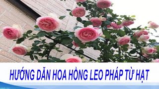 Bí quyết về cách trồng hoa hồng leo bằng hạt đơn giản | Quy trình xử lý hạt giống hoa hồng leo