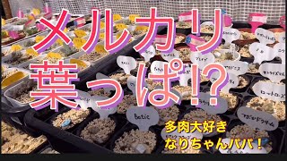 【多肉植物】【多肉初心者】メルカリ❗️葉挿しのその後は⁉️   多肉大好き！なりちゃんパパ　多肉奮闘記その58