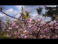 笠山椿群生林 kasayama camellia forest（sony dsc rx100m2）