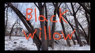 Black Willow - Winter ID