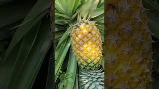 മുള്ളില്ലാത്ത Pineapple