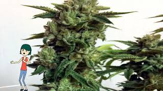 Candy Glue – Lineage Genetics