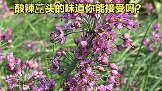 藠头别称叫薤，藠头和薤白都是中草药原材料，哪个才是正宗的？