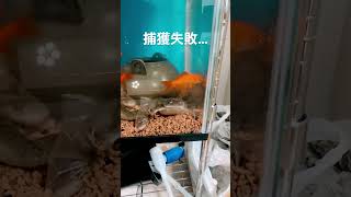 金魚の捕獲に失敗するアフリカツメガエル #shorts