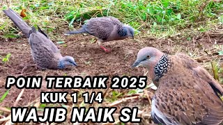 Ditahun 2025 Diawali Dengan Poin Tekukur Suara Idaman Untuk Calon Pikat