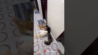 ദുബായിയിൽ പൂച്ചകൾക്ക് വേണ്ടി ഇങ്ങനെ 🙄🙄 I Dubai cats #cats #pets