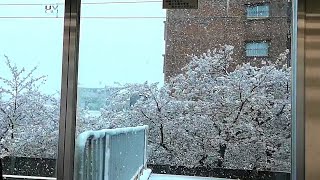 【季節外れの雪と満開の桜】京王井の頭線 雪桜の車窓 Spring Snow \u0026 Cherry Blossoms