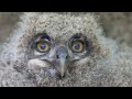 the eurasian eagle owl bubo bubo