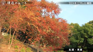 【福岡市植物園】2024.12.7現在のみごろ