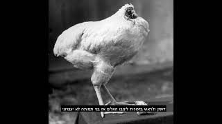 אסקר והמצמד- תרנגול עיוור