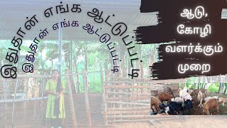 இதுதான் எங்க ஆட்டுப்பட்டி | ஆடு கோழி வளர்க்கும் முறை | Goat Hen Shed \u0026 Growing tips