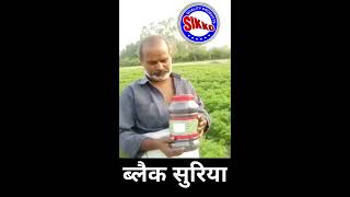 SIKKO | Field results | Kanpur | Black Suriya