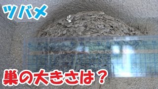 ツバメの巣の大きさを調べてみた