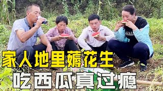 倔媳妇地里薅花生，全家热的汗流浃背，每人蹲地头吃块西瓜真过瘾【倔媳妇】