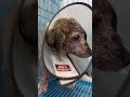 poor abandoned dog and fateful encounter ❤️🙏❤️🙏❤️🙏 animalrescue rescueanimals dog