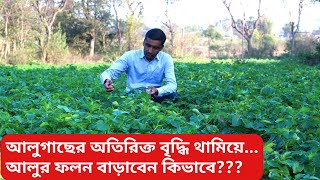 আলুগাছের অতিরিক্ত বৃদ্ধি থামিয়ে আলুর ফলন বাড়াবেন কিভাবে? #আলু #potato