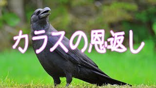 カラスの恩返し【感動する話・不思議な話】