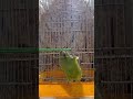 parrot mass entry..😉❤️🔥subscribe and support us 🥹 parrot parrotlover indianparrots kerala