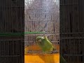 parrot mass entry..😉❤️🔥subscribe and support us 🥹 parrot parrotlover indianparrots kerala