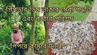 পিঁপড়ার ডিম ভাঙার সেরা পদ্ধতি এবং কঠোর পরিশ্রম | পিপরে কামরে দিলো 😂🔥