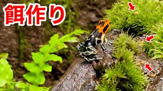 Poison dart frog food type and food How to increase