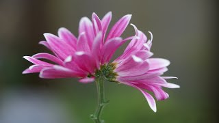 Mutant Conjoined Flower Chrysanthemum