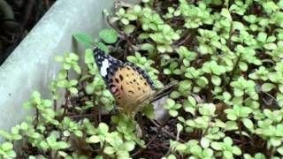 昆虫：ツマグロヒョウモン／Insects: Indian Fritillary