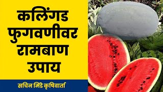 कलिंगड फुगवणीसाठी ह्या करा उपाय योजना | कलिंगड फुगवण | टरबूज फुगवणी | सचिन मिंडे कृषीवार्ता