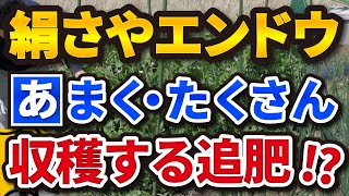 #5.【絹さやエンドウ】あまく・たくさん収穫する追肥【家庭菜園】スナップえんどうにも使えます！