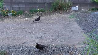 Ｃ0136　夕焼け小焼け（ハシボソガラス）Yuyake Koyake (Wild Carrion Crow)