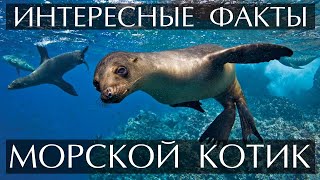 Морской Котик Интересные факты