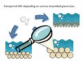 fate and transport on nanoparticles in streams