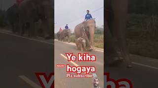 Cute elephant#baby elephant road side#viral#sort video 📷📷