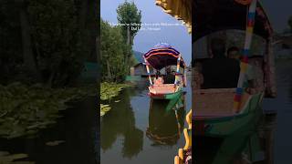 Shikara ride - a very soothing experience to enjoy at Dal Lake. #shorts #shikara #kashmir #ytshorts