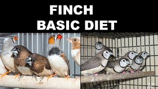 FINCH BASIC DIET TO KEEP YOUR BIRD HEALTHY