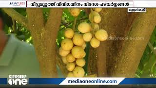 വീട്ടുമുറ്റത്ത് വിളയിച്ച വിദേശ പഴങ്ങള്‍ | foriegn fruits in backyards