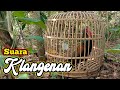 Suara Masteran Pikat Ayam Hutan Hijau SUPER GACOR