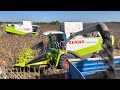 Napraforgó aratás 2023 🌻 2x Claas Lexion 560 & 570 | Munkában a Szalki Betyárok | Sunflower Harvest