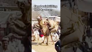 Camel weightlifting 1000 kg #weight #shorts #pakistan #youtubeshorts