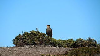 【旅エイター】南米・アルゼンチンの旅『ビーグル水道・写真集④』・一人旅　ウシュアイア