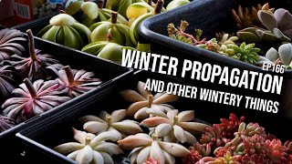 #166 - Propagation in winter, and the next phase of my grow lights experiments