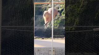 Capybara jump!