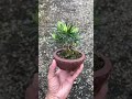 new leaf coming out bonsai diy beginners podocarpus