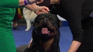 Rottweiler, 2020 National Dog Show, Working Group